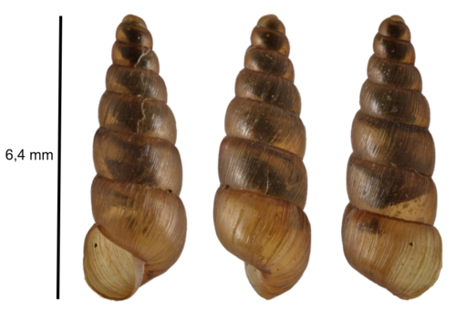Balea heydeni