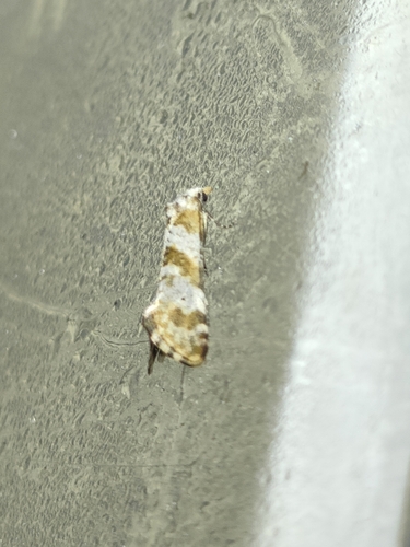 Cochylimorpha cultana