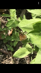 Lepidoptera