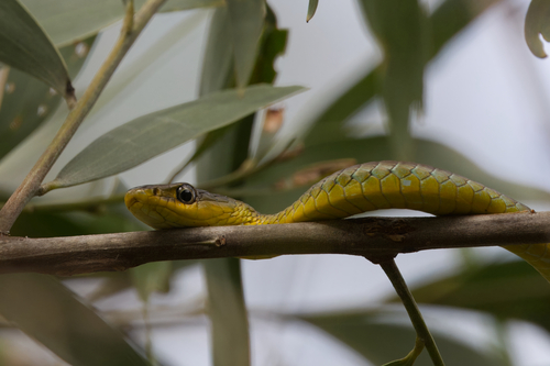 Common Tree Snake sighting