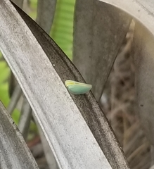 Ormenaria rufifascia