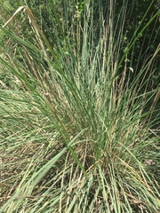 Muhlenbergia lindheimeri