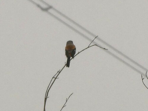 Long-tailed Shrike