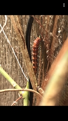 Lepidoptera