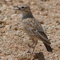 Spike-Heeled Lark photo 2