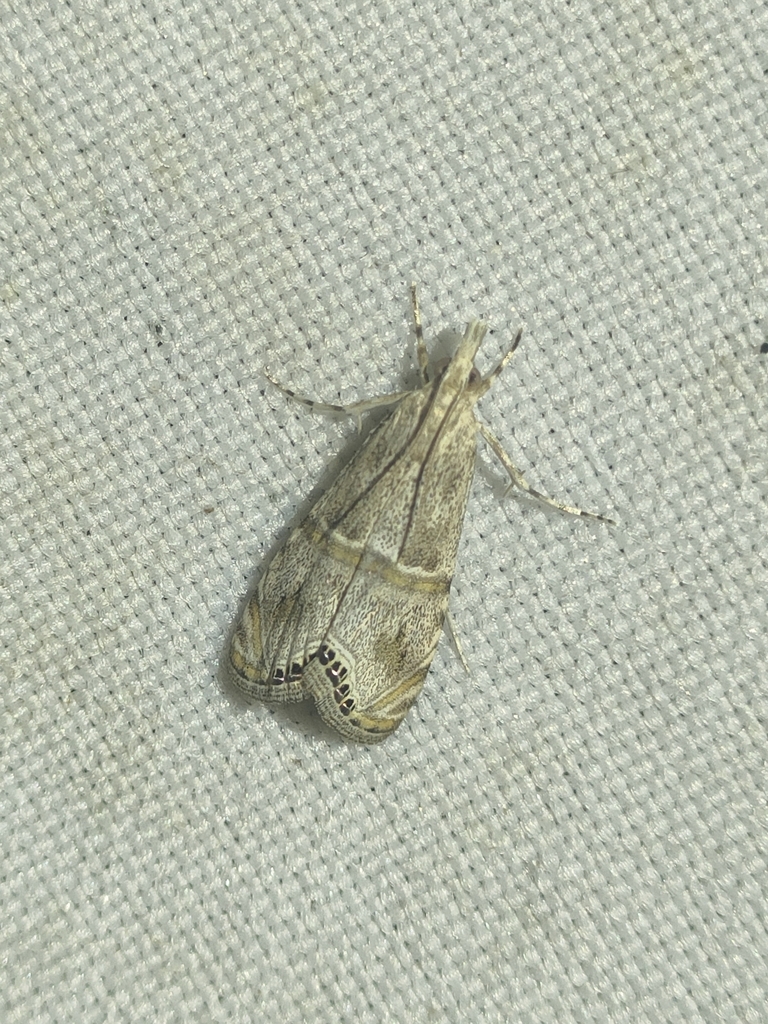 Euchromius gozmanyi
