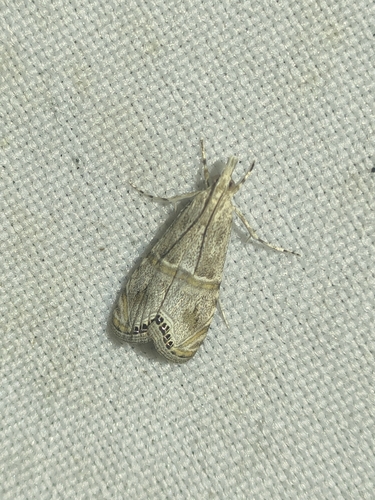 Crambus de Chiclana