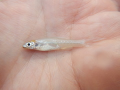 Notropis buchanani