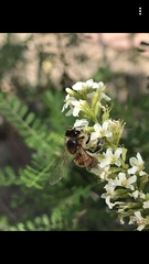 Apis mellifera
