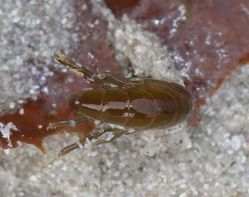 Amphipods from West Coast, ZA-WC, ZA on March 23, 2024 at 10:03 AM by ...