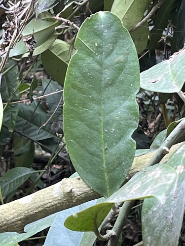 Capparis formosana (Capparis formosana)
