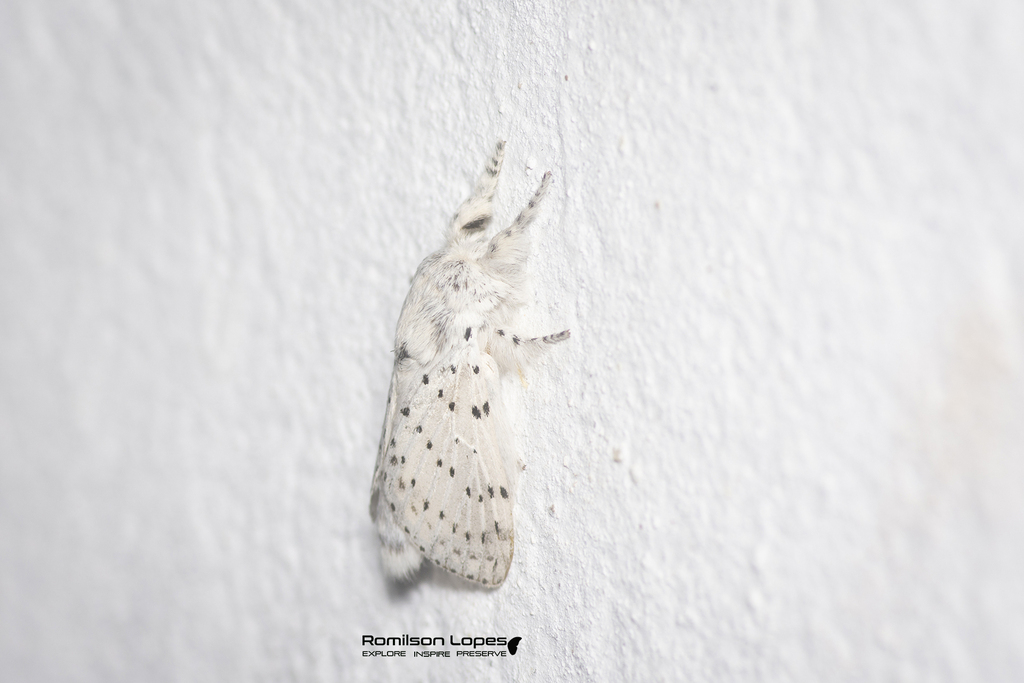 Artace pelia