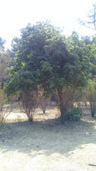 Acer negundo mexicanum