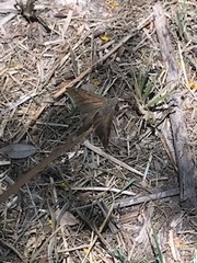 Lepidoptera