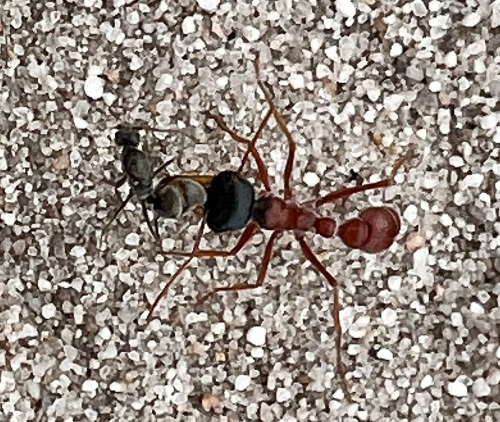 Myrmecia callima from Little Desert National Park, Little Desert, VIC ...