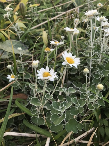 Chrysanthemum ornatum iNat (1)