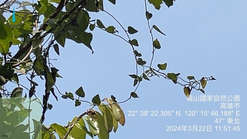 Cyclea gracillima, photograph 1