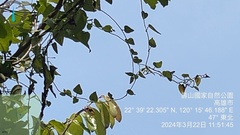 Cyclea gracillima, photograph (c) 謝麗霦, some rights reserved (CC BY)