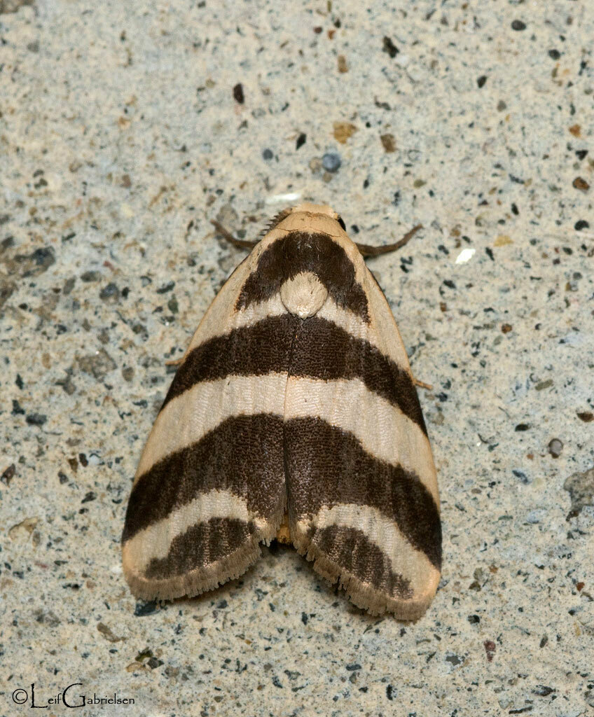 Eugoa vittata