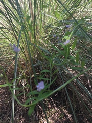 Vicia ludoviciana