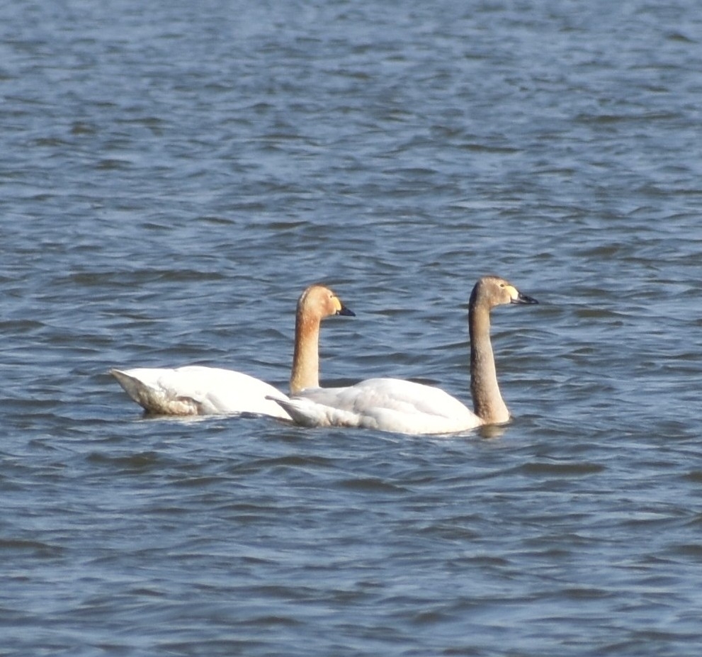 Tundra Swan