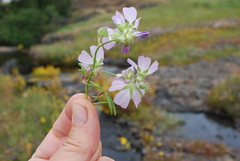 Sidalcea hartwegii