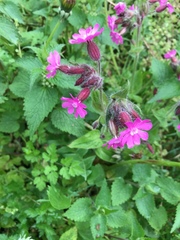 Silene dioica