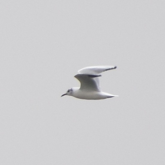 Black-headed Gull