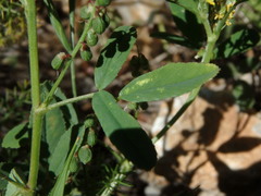 Melilotus sulcatus
