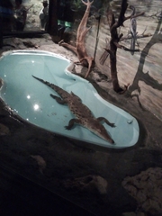 Crocodylia