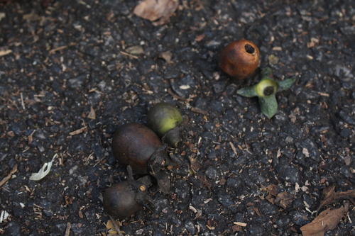 Diospyros sylvatica observed 2024-03-22