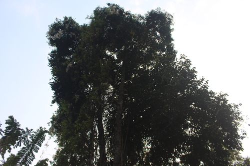 Image of Diospyros sylvatica by no rights reserved