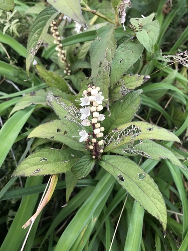 Image of Collinsonia japonica by no rights reserved