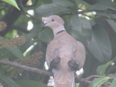 Streptopelia decaocto