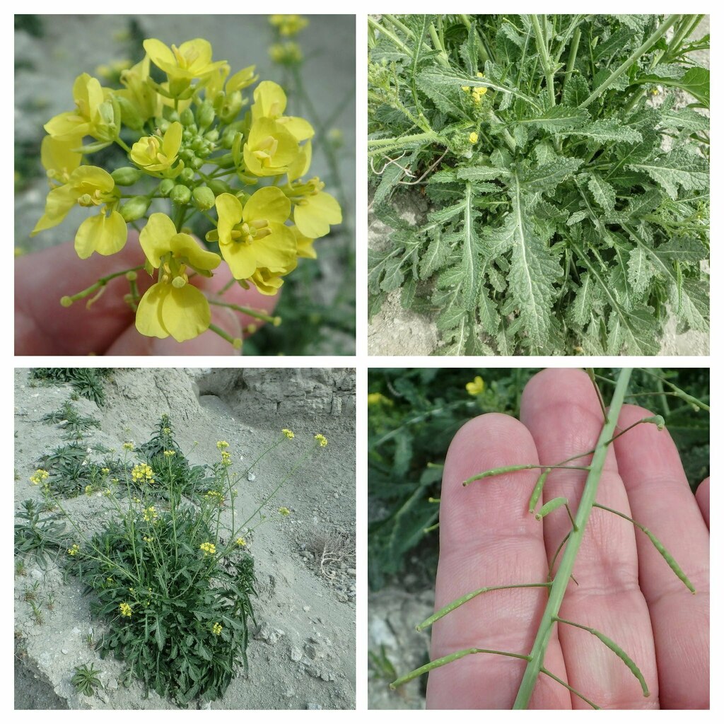 Diplotaxis virgata