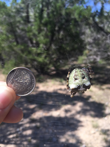 Giant Lichen Orbweaver
