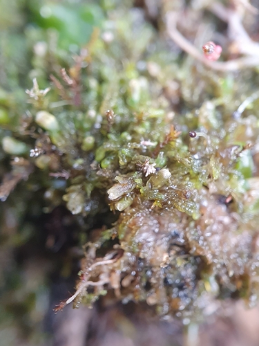 Image of Mesoptychia badensis by no rights reserved
