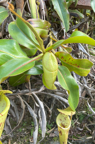 Nepenthes chaniana