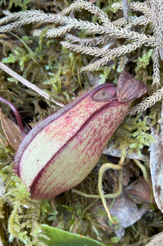 Nepenthes tentaculata
