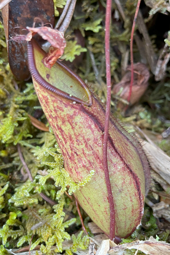 Nepenthes tentaculata