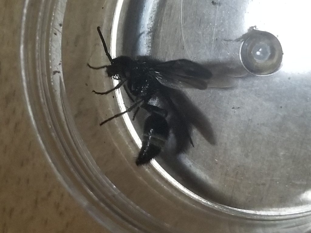 Sphaeropthalma nocticaro