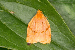 Archips rileyana