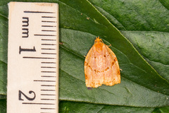 Archips rileyana
