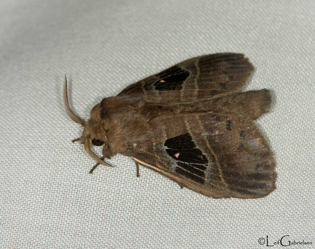 Metanastria jani