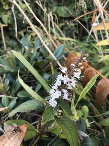 Image of Collinsonia japonica by no rights reserved