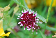Trifolium variegatum