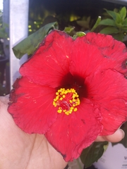 Hibiscus