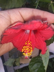 Hibiscus