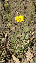 Layia gaillardioides