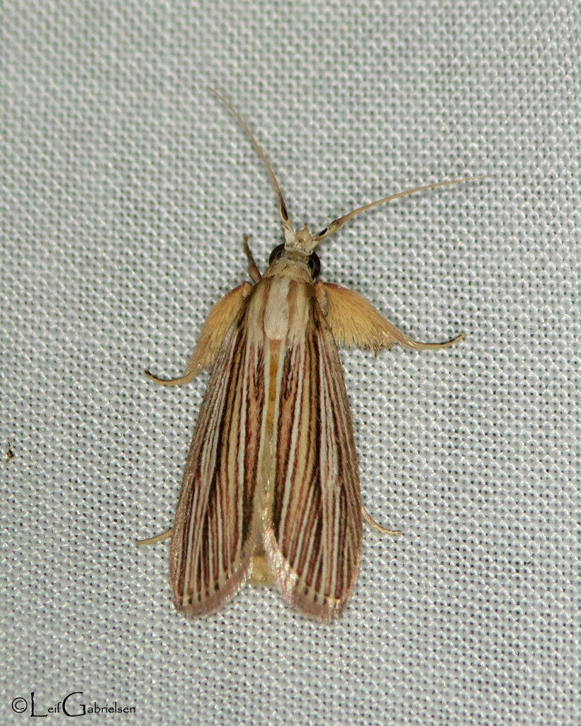Monoctenocera